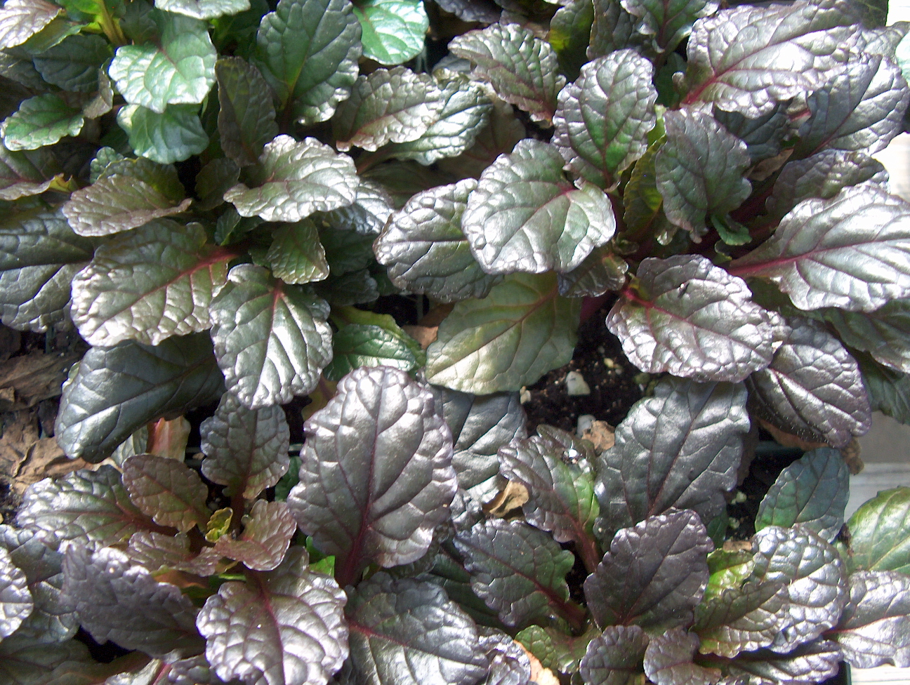 Online Plant Guide - Ajuga reptans ‘Rainbow’ / Rainbow Ajuga